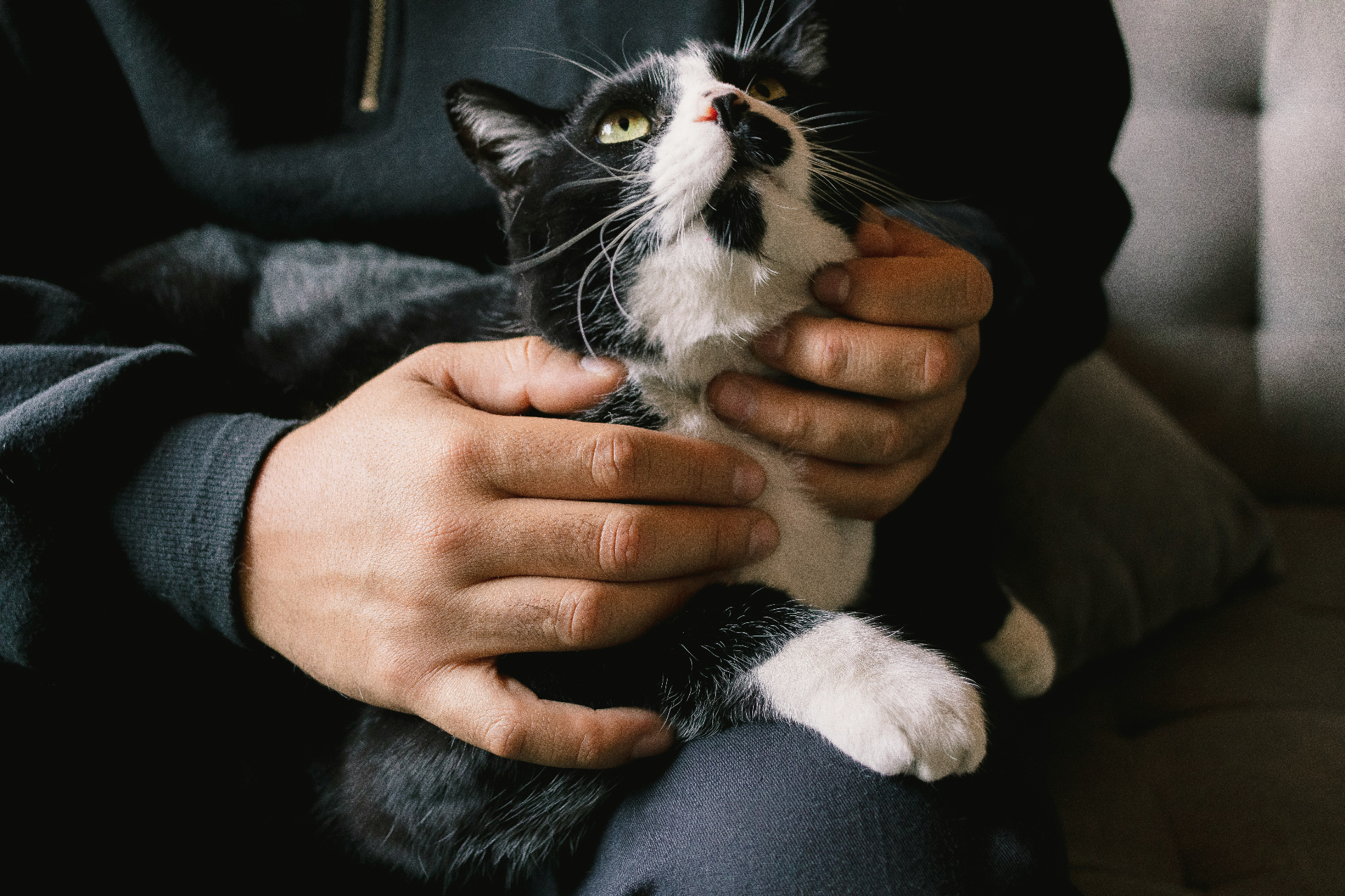 Animal Reiki support for a companion animal resting gently in soft natural light