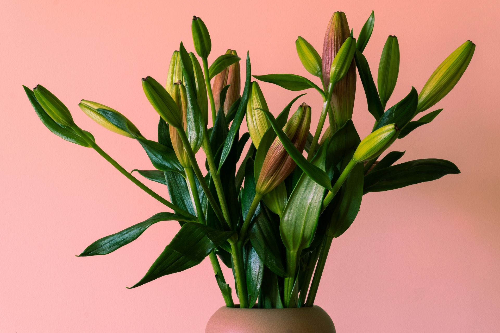 Lily buds in a clay vase against a soft blush wall