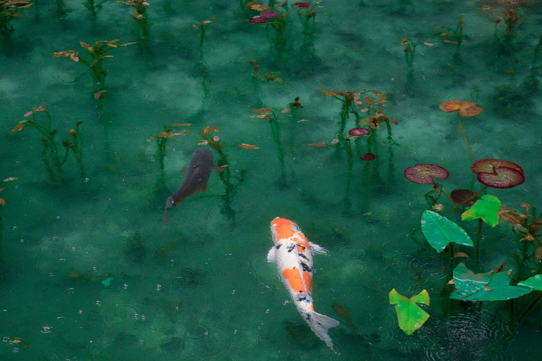 Koi drifting through still water — a contemplative nod to Reiki's Japanese origins