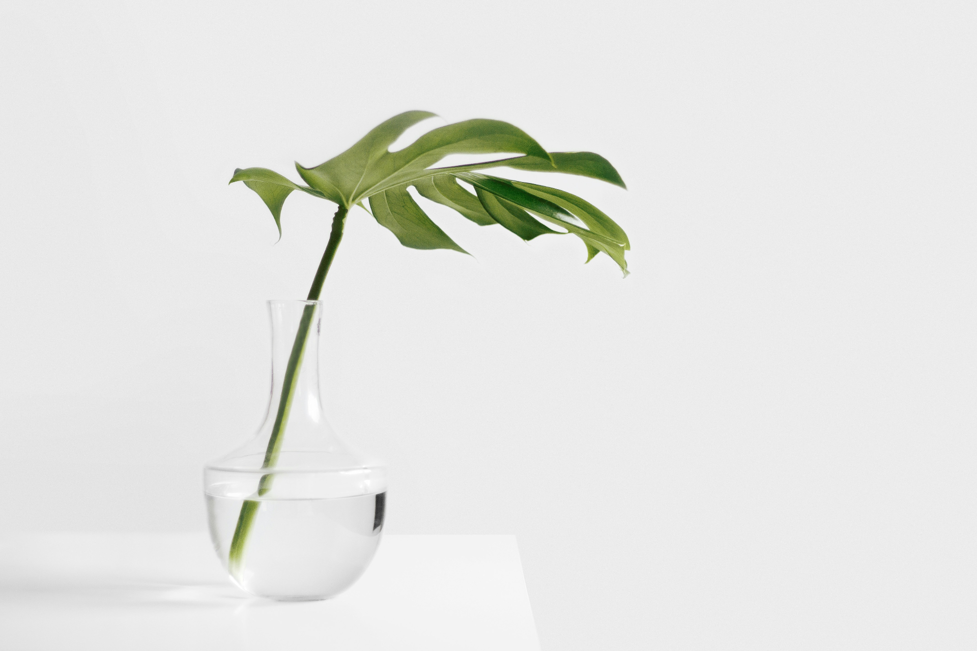 A single green leaf resting in a clear glass vase